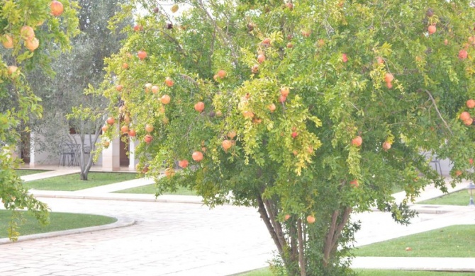 Hotel Relais Antica Masseria