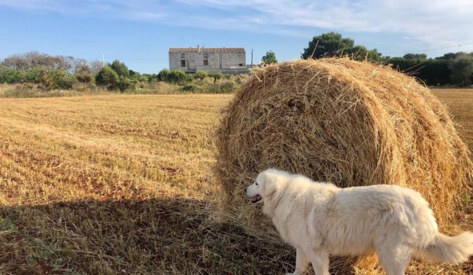 Agriturismo La Palascìa Masseria Agreste